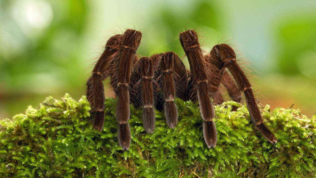 What is the largest arachnid to ever live?